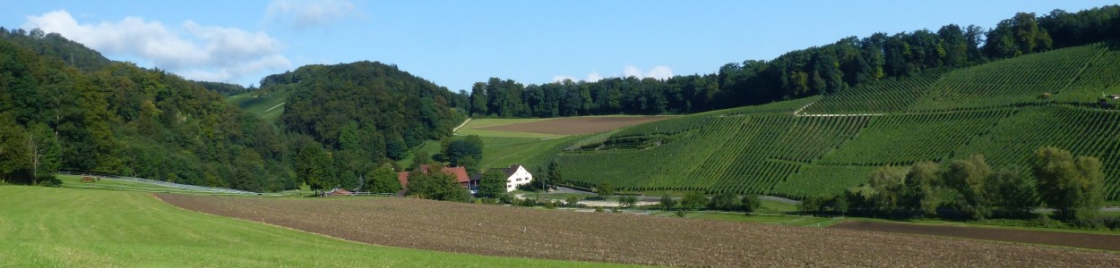 weinbau_4
